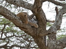 Western_Corridor2009-104